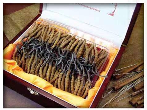 彝良冬虫夏草回收